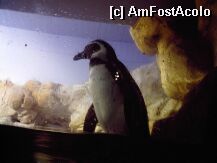 [P06] Pinguinul de care va spuneam » foto by laviniaelena21
 - 
<span class="allrVoted glyphicon glyphicon-heart hidden" id="av5198"></span>
<a class="m-l-10 hidden" id="sv5198" onclick="voting_Foto_DelVot(,5198,1616)" role="button">șterge vot <span class="glyphicon glyphicon-remove"></span></a>
<a id="v95198" class=" c-red"  onclick="voting_Foto_SetVot(5198)" role="button"><span class="glyphicon glyphicon-heart-empty"></span> <b>LIKE</b> = Votează poza</a> <img class="hidden"  id="f5198W9" src="/imagini/loader.gif" border="0" /><span class="AjErrMes hidden" id="e5198ErM"></span>