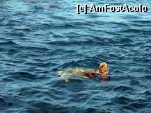 [P05] Broastele testoase Caretta-Caretta, simbolul insulei » foto by gogre
 - 
<span class="allrVoted glyphicon glyphicon-heart hidden" id="av5259"></span>
<a class="m-l-10 hidden" id="sv5259" onclick="voting_Foto_DelVot(,5259,1638)" role="button">șterge vot <span class="glyphicon glyphicon-remove"></span></a>
<a id="v95259" class=" c-red"  onclick="voting_Foto_SetVot(5259)" role="button"><span class="glyphicon glyphicon-heart-empty"></span> <b>LIKE</b> = Votează poza</a> <img class="hidden"  id="f5259W9" src="/imagini/loader.gif" border="0" /><span class="AjErrMes hidden" id="e5259ErM"></span>
