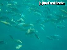 [P07] Calatoria cu submarinul galben » foto by slimic*
 - 
<span class="allrVoted glyphicon glyphicon-heart hidden" id="av118546"></span>
<a class="m-l-10 hidden" id="sv118546" onclick="voting_Foto_DelVot(,118546,1682)" role="button">șterge vot <span class="glyphicon glyphicon-remove"></span></a>
<a id="v9118546" class=" c-red"  onclick="voting_Foto_SetVot(118546)" role="button"><span class="glyphicon glyphicon-heart-empty"></span> <b>LIKE</b> = Votează poza</a> <img class="hidden"  id="f118546W9" src="/imagini/loader.gif" border="0" /><span class="AjErrMes hidden" id="e118546ErM"></span>