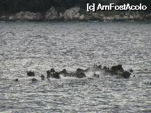[P29] la intoarcere, eram in feribot spre Igumenitza - a fost singura zi cu ploaie pe care am prins-o. marea era destul de agitata si devenise neagra si posomorata, nu mai era albastra asa cum ne obisnuise » foto by cristi_an3000
 - 
<span class="allrVoted glyphicon glyphicon-heart hidden" id="av9169"></span>
<a class="m-l-10 hidden" id="sv9169" onclick="voting_Foto_DelVot(,9169,1682)" role="button">șterge vot <span class="glyphicon glyphicon-remove"></span></a>
<a id="v99169" class=" c-red"  onclick="voting_Foto_SetVot(9169)" role="button"><span class="glyphicon glyphicon-heart-empty"></span> <b>LIKE</b> = Votează poza</a> <img class="hidden"  id="f9169W9" src="/imagini/loader.gif" border="0" /><span class="AjErrMes hidden" id="e9169ErM"></span>