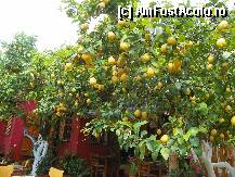 [P25] la taverna Lemon Garden » foto by sniga
 - 
<span class="allrVoted glyphicon glyphicon-heart hidden" id="av206495"></span>
<a class="m-l-10 hidden" id="sv206495" onclick="voting_Foto_DelVot(,206495,2717)" role="button">șterge vot <span class="glyphicon glyphicon-remove"></span></a>
<a id="v9206495" class=" c-red"  onclick="voting_Foto_SetVot(206495)" role="button"><span class="glyphicon glyphicon-heart-empty"></span> <b>LIKE</b> = Votează poza</a> <img class="hidden"  id="f206495W9" src="/imagini/loader.gif" border="0" /><span class="AjErrMes hidden" id="e206495ErM"></span>