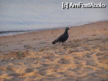 [P2x] vizitator clandestin pe plaja » foto by fmarusteri
 - 
<span class="allrVoted glyphicon glyphicon-heart hidden" id="av11114"></span>
<a class="m-l-10 hidden" id="sv11114" onclick="voting_Foto_DelVot(,11114,2828)" role="button">șterge vot <span class="glyphicon glyphicon-remove"></span></a>
<a id="v911114" class=" c-red"  onclick="voting_Foto_SetVot(11114)" role="button"><span class="glyphicon glyphicon-heart-empty"></span> <b>LIKE</b> = Votează poza</a> <img class="hidden"  id="f11114W9" src="/imagini/loader.gif" border="0" /><span class="AjErrMes hidden" id="e11114ErM"></span>