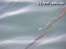 [P6x] muc de tigara in apa, cel mai probabil de la personalul portului din imediata apropiere » foto by fmarusteri
 - 
<span class="allrVoted glyphicon glyphicon-heart hidden" id="av11118"></span>
<a class="m-l-10 hidden" id="sv11118" onclick="voting_Foto_DelVot(,11118,2828)" role="button">șterge vot <span class="glyphicon glyphicon-remove"></span></a>
<a id="v911118" class=" c-red"  onclick="voting_Foto_SetVot(11118)" role="button"><span class="glyphicon glyphicon-heart-empty"></span> <b>LIKE</b> = Votează poza</a> <img class="hidden"  id="f11118W9" src="/imagini/loader.gif" border="0" /><span class="AjErrMes hidden" id="e11118ErM"></span>