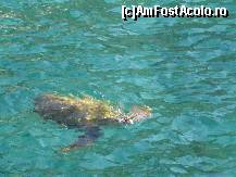 [P07] Un pui de broasca testoasa....destul de mare » foto by viviv
 - 
<span class="allrVoted glyphicon glyphicon-heart hidden" id="av71854"></span>
<a class="m-l-10 hidden" id="sv71854" onclick="voting_Foto_DelVot(,71854,297)" role="button">șterge vot <span class="glyphicon glyphicon-remove"></span></a>
<a id="v971854" class=" c-red"  onclick="voting_Foto_SetVot(71854)" role="button"><span class="glyphicon glyphicon-heart-empty"></span> <b>LIKE</b> = Votează poza</a> <img class="hidden"  id="f71854W9" src="/imagini/loader.gif" border="0" /><span class="AjErrMes hidden" id="e71854ErM"></span>