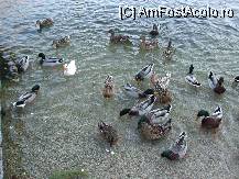 [P02] o parte din ratele de pe lac  » foto by marius_antonio
 - 
<span class="allrVoted glyphicon glyphicon-heart hidden" id="av12499"></span>
<a class="m-l-10 hidden" id="sv12499" onclick="voting_Foto_DelVot(,12499,2984)" role="button">șterge vot <span class="glyphicon glyphicon-remove"></span></a>
<a id="v912499" class=" c-red"  onclick="voting_Foto_SetVot(12499)" role="button"><span class="glyphicon glyphicon-heart-empty"></span> <b>LIKE</b> = Votează poza</a> <img class="hidden"  id="f12499W9" src="/imagini/loader.gif" border="0" /><span class="AjErrMes hidden" id="e12499ErM"></span>