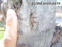 [P05] Insecta galagioasa » foto by crosbyx*
 - 
<span class="allrVoted glyphicon glyphicon-heart hidden" id="av63038"></span>
<a class="m-l-10 hidden" id="sv63038" onclick="voting_Foto_DelVot(,63038,3316)" role="button">șterge vot <span class="glyphicon glyphicon-remove"></span></a>
<a id="v963038" class=" c-red"  onclick="voting_Foto_SetVot(63038)" role="button"><span class="glyphicon glyphicon-heart-empty"></span> <b>LIKE</b> = Votează poza</a> <img class="hidden"  id="f63038W9" src="/imagini/loader.gif" border="0" /><span class="AjErrMes hidden" id="e63038ErM"></span>