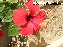 [P08] Floare de Libia » foto by adrian76
 - 
<span class="allrVoted glyphicon glyphicon-heart hidden" id="av19384"></span>
<a class="m-l-10 hidden" id="sv19384" onclick="voting_Foto_DelVot(,19384,3412)" role="button">șterge vot <span class="glyphicon glyphicon-remove"></span></a>
<a id="v919384" class=" c-red"  onclick="voting_Foto_SetVot(19384)" role="button"><span class="glyphicon glyphicon-heart-empty"></span> <b>LIKE</b> = Votează poza</a> <img class="hidden"  id="f19384W9" src="/imagini/loader.gif" border="0" /><span class="AjErrMes hidden" id="e19384ErM"></span>