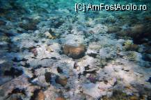 [P02] pe fundul marii rosii.. » foto by molko*
 - 
<span class="allrVoted glyphicon glyphicon-heart hidden" id="av34491"></span>
<a class="m-l-10 hidden" id="sv34491" onclick="voting_Foto_DelVot(,34491,368)" role="button">șterge vot <span class="glyphicon glyphicon-remove"></span></a>
<a id="v934491" class=" c-red"  onclick="voting_Foto_SetVot(34491)" role="button"><span class="glyphicon glyphicon-heart-empty"></span> <b>LIKE</b> = Votează poza</a> <img class="hidden"  id="f34491W9" src="/imagini/loader.gif" border="0" /><span class="AjErrMes hidden" id="e34491ErM"></span>