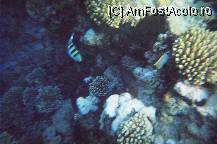 [P06] pestisori atat de multi incat efectiv te lovesti de ei,. Aici un peste zebra ce se ascundea printre corali » foto by molko*
 - 
<span class="allrVoted glyphicon glyphicon-heart hidden" id="av34500"></span>
<a class="m-l-10 hidden" id="sv34500" onclick="voting_Foto_DelVot(,34500,368)" role="button">șterge vot <span class="glyphicon glyphicon-remove"></span></a>
<a id="v934500" class=" c-red"  onclick="voting_Foto_SetVot(34500)" role="button"><span class="glyphicon glyphicon-heart-empty"></span> <b>LIKE</b> = Votează poza</a> <img class="hidden"  id="f34500W9" src="/imagini/loader.gif" border="0" /><span class="AjErrMes hidden" id="e34500ErM"></span>