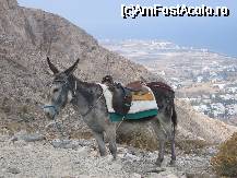 [P07] cel mai 'incercat' animal in Santorini - magarusul » foto by molko*
 - 
<span class="allrVoted glyphicon glyphicon-heart hidden" id="av31339"></span>
<a class="m-l-10 hidden" id="sv31339" onclick="voting_Foto_DelVot(,31339,3759)" role="button">șterge vot <span class="glyphicon glyphicon-remove"></span></a>
<a id="v931339" class=" c-red"  onclick="voting_Foto_SetVot(31339)" role="button"><span class="glyphicon glyphicon-heart-empty"></span> <b>LIKE</b> = Votează poza</a> <img class="hidden"  id="f31339W9" src="/imagini/loader.gif" border="0" /><span class="AjErrMes hidden" id="e31339ErM"></span>