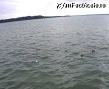 [P01] În drum spre Munchen, autostrada trece pe lângă lacul Chiemsee » foto by Costi
 - 
<span class="allrVoted glyphicon glyphicon-heart hidden" id="av36895"></span>
<a class="m-l-10 hidden" id="sv36895" onclick="voting_Foto_DelVot(,36895,4308)" role="button">șterge vot <span class="glyphicon glyphicon-remove"></span></a>
<a id="v936895" class=" c-red"  onclick="voting_Foto_SetVot(36895)" role="button"><span class="glyphicon glyphicon-heart-empty"></span> <b>LIKE</b> = Votează poza</a> <img class="hidden"  id="f36895W9" src="/imagini/loader.gif" border="0" /><span class="AjErrMes hidden" id="e36895ErM"></span>