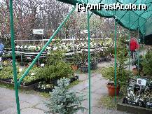 [P03] Godollo - o parte din zona cu plante ornamentale si arbusti » foto by danoradea
 - 
<span class="allrVoted glyphicon glyphicon-heart hidden" id="av67867"></span>
<a class="m-l-10 hidden" id="sv67867" onclick="voting_Foto_DelVot(,67867,4388)" role="button">șterge vot <span class="glyphicon glyphicon-remove"></span></a>
<a id="v967867" class=" c-red"  onclick="voting_Foto_SetVot(67867)" role="button"><span class="glyphicon glyphicon-heart-empty"></span> <b>LIKE</b> = Votează poza</a> <img class="hidden"  id="f67867W9" src="/imagini/loader.gif" border="0" /><span class="AjErrMes hidden" id="e67867ErM"></span>
