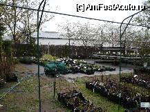 [P06] Godollo - diverse plante ornamentale » foto by danoradea
 - 
<span class="allrVoted glyphicon glyphicon-heart hidden" id="av67878"></span>
<a class="m-l-10 hidden" id="sv67878" onclick="voting_Foto_DelVot(,67878,4388)" role="button">șterge vot <span class="glyphicon glyphicon-remove"></span></a>
<a id="v967878" class=" c-red"  onclick="voting_Foto_SetVot(67878)" role="button"><span class="glyphicon glyphicon-heart-empty"></span> <b>LIKE</b> = Votează poza</a> <img class="hidden"  id="f67878W9" src="/imagini/loader.gif" border="0" /><span class="AjErrMes hidden" id="e67878ErM"></span>