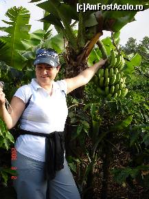 [P21] Iata si bananierul. Norocul lui ca nu era copt, caci altfel, doar poza mai ramanea de bananele de acolo:))) » foto by ramonav23
 - 
<span class="allrVoted glyphicon glyphicon-heart hidden" id="av177686"></span>
<a class="m-l-10 hidden" id="sv177686" onclick="voting_Foto_DelVot(,177686,4529)" role="button">șterge vot <span class="glyphicon glyphicon-remove"></span></a>
<a id="v9177686" class=" c-red"  onclick="voting_Foto_SetVot(177686)" role="button"><span class="glyphicon glyphicon-heart-empty"></span> <b>LIKE</b> = Votează poza</a> <img class="hidden"  id="f177686W9" src="/imagini/loader.gif" border="0" /><span class="AjErrMes hidden" id="e177686ErM"></span>