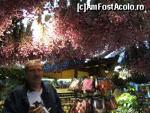 [P06] Piata de flori, loc de unde este imposibil sa pleci cu mina goala. » foto by vioricapetrescu*
 - 
<span class="allrVoted glyphicon glyphicon-heart hidden" id="av156297"></span>
<a class="m-l-10 hidden" id="sv156297" onclick="voting_Foto_DelVot(,156297,4572)" role="button">șterge vot <span class="glyphicon glyphicon-remove"></span></a>
<a id="v9156297" class=" c-red"  onclick="voting_Foto_SetVot(156297)" role="button"><span class="glyphicon glyphicon-heart-empty"></span> <b>LIKE</b> = Votează poza</a> <img class="hidden"  id="f156297W9" src="/imagini/loader.gif" border="0" /><span class="AjErrMes hidden" id="e156297ErM"></span>