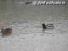 [P12] Rate pe lacul Erlaufsee » foto by georgiana
 - 
<span class="allrVoted glyphicon glyphicon-heart hidden" id="av28411"></span>
<a class="m-l-10 hidden" id="sv28411" onclick="voting_Foto_DelVot(,28411,470)" role="button">șterge vot <span class="glyphicon glyphicon-remove"></span></a>
<a id="v928411" class=" c-red"  onclick="voting_Foto_SetVot(28411)" role="button"><span class="glyphicon glyphicon-heart-empty"></span> <b>LIKE</b> = Votează poza</a> <img class="hidden"  id="f28411W9" src="/imagini/loader.gif" border="0" /><span class="AjErrMes hidden" id="e28411ErM"></span>