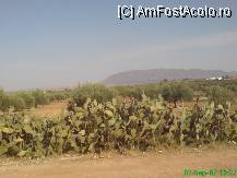 [P20] Livada de maslini , incaonjurata de gard viu din cactusi ( cu fructe) » foto by Diaura*
 - 
<span class="allrVoted glyphicon glyphicon-heart hidden" id="av33139"></span>
<a class="m-l-10 hidden" id="sv33139" onclick="voting_Foto_DelVot(,33139,484)" role="button">șterge vot <span class="glyphicon glyphicon-remove"></span></a>
<a id="v933139" class=" c-red"  onclick="voting_Foto_SetVot(33139)" role="button"><span class="glyphicon glyphicon-heart-empty"></span> <b>LIKE</b> = Votează poza</a> <img class="hidden"  id="f33139W9" src="/imagini/loader.gif" border="0" /><span class="AjErrMes hidden" id="e33139ErM"></span>