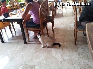 [P01] Una dintre cele 6 pisici de la restaurant » foto by iusti1968
 - 
<span class="allrVoted glyphicon glyphicon-heart hidden" id="av442590"></span>
<a class="m-l-10 hidden" id="sv442590" onclick="voting_Foto_DelVot(,442590,106)" role="button">șterge vot <span class="glyphicon glyphicon-remove"></span></a>
<a id="v9442590" class=" c-red"  onclick="voting_Foto_SetVot(442590)" role="button"><span class="glyphicon glyphicon-heart-empty"></span> <b>LIKE</b> = Votează poza</a> <img class="hidden"  id="f442590W9" src="/imagini/loader.gif" border="0" /><span class="AjErrMes hidden" id="e442590ErM"></span>