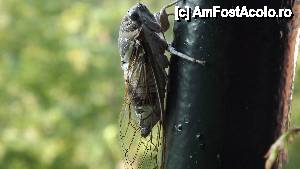 [P05] aceasta este cicada galagioasa care sa aventurat pe marginea balcunului nostru » foto by iusti1968
 - 
<span class="allrVoted glyphicon glyphicon-heart hidden" id="av442618"></span>
<a class="m-l-10 hidden" id="sv442618" onclick="voting_Foto_DelVot(,442618,106)" role="button">șterge vot <span class="glyphicon glyphicon-remove"></span></a>
<a id="v9442618" class=" c-red"  onclick="voting_Foto_SetVot(442618)" role="button"><span class="glyphicon glyphicon-heart-empty"></span> <b>LIKE</b> = Votează poza</a> <img class="hidden"  id="f442618W9" src="/imagini/loader.gif" border="0" /><span class="AjErrMes hidden" id="e442618ErM"></span>