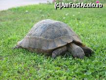 [P07] o broasca testoasa prin gradina » foto by dms
 - 
<span class="allrVoted glyphicon glyphicon-heart hidden" id="av345261"></span>
<a class="m-l-10 hidden" id="sv345261" onclick="voting_Foto_DelVot(,345261,11)" role="button">șterge vot <span class="glyphicon glyphicon-remove"></span></a>
<a id="v9345261" class=" c-red"  onclick="voting_Foto_SetVot(345261)" role="button"><span class="glyphicon glyphicon-heart-empty"></span> <b>LIKE</b> = Votează poza</a> <img class="hidden"  id="f345261W9" src="/imagini/loader.gif" border="0" /><span class="AjErrMes hidden" id="e345261ErM"></span>