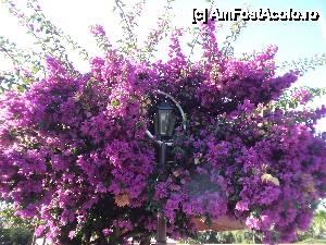 [P03]  -- <small>// FĂRĂ DESCRIERE</small> » foto by ramonaV
 - 
<span class="allrVoted glyphicon glyphicon-heart hidden" id="av433009"></span>
<a class="m-l-10 hidden" id="sv433009" onclick="voting_Foto_DelVot(,433009,146)" role="button">șterge vot <span class="glyphicon glyphicon-remove"></span></a>
<a id="v9433009" class=" c-red"  onclick="voting_Foto_SetVot(433009)" role="button"><span class="glyphicon glyphicon-heart-empty"></span> <b>LIKE</b> = Votează poza</a> <img class="hidden"  id="f433009W9" src="/imagini/loader.gif" border="0" /><span class="AjErrMes hidden" id="e433009ErM"></span>