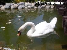 [P15] frumoasa... lebada » foto by f_anca
 - 
<span class="allrVoted glyphicon glyphicon-heart hidden" id="av339270"></span>
<a class="m-l-10 hidden" id="sv339270" onclick="voting_Foto_DelVot(,339270,15)" role="button">șterge vot <span class="glyphicon glyphicon-remove"></span></a>
<a id="v9339270" class=" c-red"  onclick="voting_Foto_SetVot(339270)" role="button"><span class="glyphicon glyphicon-heart-empty"></span> <b>LIKE</b> = Votează poza</a> <img class="hidden"  id="f339270W9" src="/imagini/loader.gif" border="0" /><span class="AjErrMes hidden" id="e339270ErM"></span>