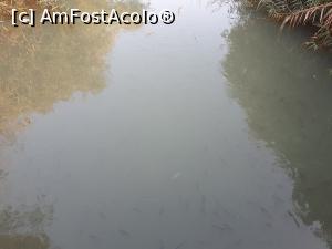 [P23] Raul este plin de pesti (seamana cu pastravii) care asteapta sa treaca micul-dejun sa primeasca paine de la turisti » foto by valimi
 - 
<span class="allrVoted glyphicon glyphicon-heart hidden" id="av1117424"></span>
<a class="m-l-10 hidden" id="sv1117424" onclick="voting_Foto_DelVot(,1117424,159)" role="button">șterge vot <span class="glyphicon glyphicon-remove"></span></a>
<a id="v91117424" class=" c-red"  onclick="voting_Foto_SetVot(1117424)" role="button"><span class="glyphicon glyphicon-heart-empty"></span> <b>LIKE</b> = Votează poza</a> <img class="hidden"  id="f1117424W9" src="/imagini/loader.gif" border="0" /><span class="AjErrMes hidden" id="e1117424ErM"></span>