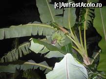 [P05] In gradina hotelului, am cautat banani cu banane. Eram foarte fericiti sa vedem aceste fructe in natura. » foto by amota
 - 
<span class="allrVoted glyphicon glyphicon-heart hidden" id="av168155"></span>
<a class="m-l-10 hidden" id="sv168155" onclick="voting_Foto_DelVot(,168155,16)" role="button">șterge vot <span class="glyphicon glyphicon-remove"></span></a>
<a id="v9168155" class=" c-red"  onclick="voting_Foto_SetVot(168155)" role="button"><span class="glyphicon glyphicon-heart-empty"></span> <b>LIKE</b> = Votează poza</a> <img class="hidden"  id="f168155W9" src="/imagini/loader.gif" border="0" /><span class="AjErrMes hidden" id="e168155ErM"></span>