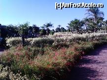 [P05] O parte din gradina superba » foto by dumitruanamaria*
 - 
<span class="allrVoted glyphicon glyphicon-heart hidden" id="av406677"></span>
<a class="m-l-10 hidden" id="sv406677" onclick="voting_Foto_DelVot(,406677,16)" role="button">șterge vot <span class="glyphicon glyphicon-remove"></span></a>
<a id="v9406677" class=" c-red"  onclick="voting_Foto_SetVot(406677)" role="button"><span class="glyphicon glyphicon-heart-empty"></span> <b>LIKE</b> = Votează poza</a> <img class="hidden"  id="f406677W9" src="/imagini/loader.gif" border="0" /><span class="AjErrMes hidden" id="e406677ErM"></span>
