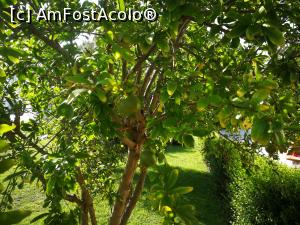 [P03] rodiu cu fructe » foto by aurel34
 - 
<span class="allrVoted glyphicon glyphicon-heart hidden" id="av986425"></span>
<a class="m-l-10 hidden" id="sv986425" onclick="voting_Foto_DelVot(,986425,166)" role="button">șterge vot <span class="glyphicon glyphicon-remove"></span></a>
<a id="v9986425" class=" c-red"  onclick="voting_Foto_SetVot(986425)" role="button"><span class="glyphicon glyphicon-heart-empty"></span> <b>LIKE</b> = Votează poza</a> <img class="hidden"  id="f986425W9" src="/imagini/loader.gif" border="0" /><span class="AjErrMes hidden" id="e986425ErM"></span>