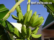 [P10] Tot in gradina hotelului » foto by mmf
 - 
<span class="allrVoted glyphicon glyphicon-heart hidden" id="av15145"></span>
<a class="m-l-10 hidden" id="sv15145" onclick="voting_Foto_DelVot(,15145,171)" role="button">șterge vot <span class="glyphicon glyphicon-remove"></span></a>
<a id="v915145" class=" c-red"  onclick="voting_Foto_SetVot(15145)" role="button"><span class="glyphicon glyphicon-heart-empty"></span> <b>LIKE</b> = Votează poza</a> <img class="hidden"  id="f15145W9" src="/imagini/loader.gif" border="0" /><span class="AjErrMes hidden" id="e15145ErM"></span>