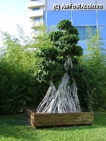 [P09] Vegetatie superba in gradina » foto by mmf
 - 
<span class="allrVoted glyphicon glyphicon-heart hidden" id="av15144"></span>
<a class="m-l-10 hidden" id="sv15144" onclick="voting_Foto_DelVot(,15144,171)" role="button">șterge vot <span class="glyphicon glyphicon-remove"></span></a>
<a id="v915144" class=" c-red"  onclick="voting_Foto_SetVot(15144)" role="button"><span class="glyphicon glyphicon-heart-empty"></span> <b>LIKE</b> = Votează poza</a> <img class="hidden"  id="f15144W9" src="/imagini/loader.gif" border="0" /><span class="AjErrMes hidden" id="e15144ErM"></span>