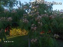 [P36]  -- <small>// FĂRĂ DESCRIERE</small> » foto by dimalexia
 - 
<span class="allrVoted glyphicon glyphicon-heart hidden" id="av94899"></span>
<a class="m-l-10 hidden" id="sv94899" onclick="voting_Foto_DelVot(,94899,171)" role="button">șterge vot <span class="glyphicon glyphicon-remove"></span></a>
<a id="v994899" class=" c-red"  onclick="voting_Foto_SetVot(94899)" role="button"><span class="glyphicon glyphicon-heart-empty"></span> <b>LIKE</b> = Votează poza</a> <img class="hidden"  id="f94899W9" src="/imagini/loader.gif" border="0" /><span class="AjErrMes hidden" id="e94899ErM"></span>