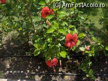[P58] In gradina erau o multime de flori! » foto by dimalexia
 - 
<span class="allrVoted glyphicon glyphicon-heart hidden" id="av94941"></span>
<a class="m-l-10 hidden" id="sv94941" onclick="voting_Foto_DelVot(,94941,171)" role="button">șterge vot <span class="glyphicon glyphicon-remove"></span></a>
<a id="v994941" class=" c-red"  onclick="voting_Foto_SetVot(94941)" role="button"><span class="glyphicon glyphicon-heart-empty"></span> <b>LIKE</b> = Votează poza</a> <img class="hidden"  id="f94941W9" src="/imagini/loader.gif" border="0" /><span class="AjErrMes hidden" id="e94941ErM"></span>
