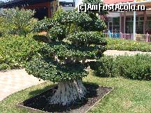 [P09] bonsai » foto by dimalexia
 - 
<span class="allrVoted glyphicon glyphicon-heart hidden" id="av94769"></span>
<a class="m-l-10 hidden" id="sv94769" onclick="voting_Foto_DelVot(,94769,171)" role="button">șterge vot <span class="glyphicon glyphicon-remove"></span></a>
<a id="v994769" class=" c-red"  onclick="voting_Foto_SetVot(94769)" role="button"><span class="glyphicon glyphicon-heart-empty"></span> <b>LIKE</b> = Votează poza</a> <img class="hidden"  id="f94769W9" src="/imagini/loader.gif" border="0" /><span class="AjErrMes hidden" id="e94769ErM"></span>