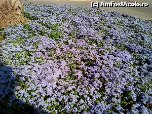 [P18] Pufuleti de ageratum » foto by elenaadina
 - 
<span class="allrVoted glyphicon glyphicon-heart hidden" id="av519233"></span>
<a class="m-l-10 hidden" id="sv519233" onclick="voting_Foto_DelVot(,519233,175)" role="button">șterge vot <span class="glyphicon glyphicon-remove"></span></a>
<a id="v9519233" class=" c-red"  onclick="voting_Foto_SetVot(519233)" role="button"><span class="glyphicon glyphicon-heart-empty"></span> <b>LIKE</b> = Votează poza</a> <img class="hidden"  id="f519233W9" src="/imagini/loader.gif" border="0" /><span class="AjErrMes hidden" id="e519233ErM"></span>