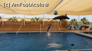 [P13] acrobatii cu delfini » foto by elenaadina
 - 
<span class="allrVoted glyphicon glyphicon-heart hidden" id="av1060783"></span>
<a class="m-l-10 hidden" id="sv1060783" onclick="voting_Foto_DelVot(,1060783,175)" role="button">șterge vot <span class="glyphicon glyphicon-remove"></span></a>
<a id="v91060783" class=" c-red"  onclick="voting_Foto_SetVot(1060783)" role="button"><span class="glyphicon glyphicon-heart-empty"></span> <b>LIKE</b> = Votează poza</a> <img class="hidden"  id="f1060783W9" src="/imagini/loader.gif" border="0" /><span class="AjErrMes hidden" id="e1060783ErM"></span>