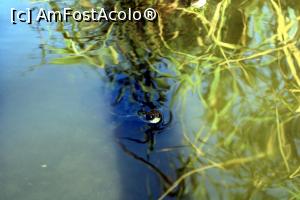 [P28] O testoasa mai curioasa... » foto by cristisch2003
 - 
<span class="allrVoted glyphicon glyphicon-heart hidden" id="av1334509"></span>
<a class="m-l-10 hidden" id="sv1334509" onclick="voting_Foto_DelVot(,1334509,19)" role="button">șterge vot <span class="glyphicon glyphicon-remove"></span></a>
<a id="v91334509" class=" c-red"  onclick="voting_Foto_SetVot(1334509)" role="button"><span class="glyphicon glyphicon-heart-empty"></span> <b>LIKE</b> = Votează poza</a> <img class="hidden"  id="f1334509W9" src="/imagini/loader.gif" border="0" /><span class="AjErrMes hidden" id="e1334509ErM"></span>