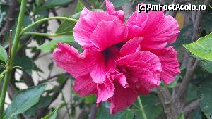 [P24] si... m-am indragostit de un hibiscus » foto by silvia tudoran
 - 
<span class="allrVoted glyphicon glyphicon-heart hidden" id="av641511"></span>
<a class="m-l-10 hidden" id="sv641511" onclick="voting_Foto_DelVot(,641511,203)" role="button">șterge vot <span class="glyphicon glyphicon-remove"></span></a>
<a id="v9641511" class=" c-red"  onclick="voting_Foto_SetVot(641511)" role="button"><span class="glyphicon glyphicon-heart-empty"></span> <b>LIKE</b> = Votează poza</a> <img class="hidden"  id="f641511W9" src="/imagini/loader.gif" border="0" /><span class="AjErrMes hidden" id="e641511ErM"></span>