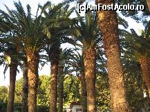 [P02] Palmieri pe malul marii » foto by need_alex*
 - 
<span class="allrVoted glyphicon glyphicon-heart hidden" id="av43461"></span>
<a class="m-l-10 hidden" id="sv43461" onclick="voting_Foto_DelVot(,43461,223)" role="button">șterge vot <span class="glyphicon glyphicon-remove"></span></a>
<a id="v943461" class=" c-red"  onclick="voting_Foto_SetVot(43461)" role="button"><span class="glyphicon glyphicon-heart-empty"></span> <b>LIKE</b> = Votează poza</a> <img class="hidden"  id="f43461W9" src="/imagini/loader.gif" border="0" /><span class="AjErrMes hidden" id="e43461ErM"></span>