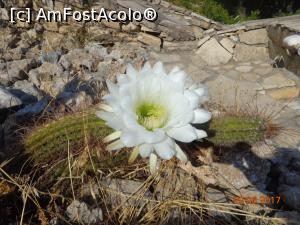 [P34] spre norocul nostru a inflorit cactusul » foto by nrs †
 - 
<span class="allrVoted glyphicon glyphicon-heart hidden" id="av904290"></span>
<a class="m-l-10 hidden" id="sv904290" onclick="voting_Foto_DelVot(,904290,224)" role="button">șterge vot <span class="glyphicon glyphicon-remove"></span></a>
<a id="v9904290" class=" c-red"  onclick="voting_Foto_SetVot(904290)" role="button"><span class="glyphicon glyphicon-heart-empty"></span> <b>LIKE</b> = Votează poza</a> <img class="hidden"  id="f904290W9" src="/imagini/loader.gif" border="0" /><span class="AjErrMes hidden" id="e904290ErM"></span>