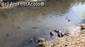 [P21] broaste testoase intre Surmeli si Fantasia » foto by elenaadina
 - 
<span class="allrVoted glyphicon glyphicon-heart hidden" id="av988271"></span>
<a class="m-l-10 hidden" id="sv988271" onclick="voting_Foto_DelVot(,988271,224)" role="button">șterge vot <span class="glyphicon glyphicon-remove"></span></a>
<a id="v9988271" class=" c-red"  onclick="voting_Foto_SetVot(988271)" role="button"><span class="glyphicon glyphicon-heart-empty"></span> <b>LIKE</b> = Votează poza</a> <img class="hidden"  id="f988271W9" src="/imagini/loader.gif" border="0" /><span class="AjErrMes hidden" id="e988271ErM"></span>