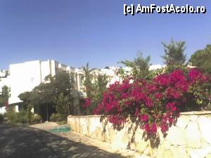 [P12] ROYAL PALM AREA - aleea de intrare in hotel » foto by nicole33
 - 
<span class="allrVoted glyphicon glyphicon-heart hidden" id="av345496"></span>
<a class="m-l-10 hidden" id="sv345496" onclick="voting_Foto_DelVot(,345496,246)" role="button">șterge vot <span class="glyphicon glyphicon-remove"></span></a>
<a id="v9345496" class=" c-red"  onclick="voting_Foto_SetVot(345496)" role="button"><span class="glyphicon glyphicon-heart-empty"></span> <b>LIKE</b> = Votează poza</a> <img class="hidden"  id="f345496W9" src="/imagini/loader.gif" border="0" /><span class="AjErrMes hidden" id="e345496ErM"></span>