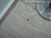 [P02] Am avut si colocatari » foto by wio27
 - 
<span class="allrVoted glyphicon glyphicon-heart hidden" id="av33170"></span>
<a class="m-l-10 hidden" id="sv33170" onclick="voting_Foto_DelVot(,33170,258)" role="button">șterge vot <span class="glyphicon glyphicon-remove"></span></a>
<a id="v933170" class=" c-red"  onclick="voting_Foto_SetVot(33170)" role="button"><span class="glyphicon glyphicon-heart-empty"></span> <b>LIKE</b> = Votează poza</a> <img class="hidden"  id="f33170W9" src="/imagini/loader.gif" border="0" /><span class="AjErrMes hidden" id="e33170ErM"></span>