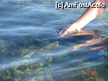 [P05] pestii daca erau hraniti cu paine veneau pana deasupra apei » foto by indiralisa_26
 - 
<span class="allrVoted glyphicon glyphicon-heart hidden" id="av1330"></span>
<a class="m-l-10 hidden" id="sv1330" onclick="voting_Foto_DelVot(,1330,308)" role="button">șterge vot <span class="glyphicon glyphicon-remove"></span></a>
<a id="v91330" class=" c-red"  onclick="voting_Foto_SetVot(1330)" role="button"><span class="glyphicon glyphicon-heart-empty"></span> <b>LIKE</b> = Votează poza</a> <img class="hidden"  id="f1330W9" src="/imagini/loader.gif" border="0" /><span class="AjErrMes hidden" id="e1330ErM"></span>