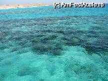 [P21] zona de corali din dreptul insulei Paradis » foto by cruiser
 - 
<span class="allrVoted glyphicon glyphicon-heart hidden" id="av49290"></span>
<a class="m-l-10 hidden" id="sv49290" onclick="voting_Foto_DelVot(,49290,32)" role="button">șterge vot <span class="glyphicon glyphicon-remove"></span></a>
<a id="v949290" class=" c-red"  onclick="voting_Foto_SetVot(49290)" role="button"><span class="glyphicon glyphicon-heart-empty"></span> <b>LIKE</b> = Votează poza</a> <img class="hidden"  id="f49290W9" src="/imagini/loader.gif" border="0" /><span class="AjErrMes hidden" id="e49290ErM"></span>