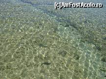 [P08] cativa pesti se fugareau prin apa limpede, camuflati printre corali » foto by divio*
 - 
<span class="allrVoted glyphicon glyphicon-heart hidden" id="av18589"></span>
<a class="m-l-10 hidden" id="sv18589" onclick="voting_Foto_DelVot(,18589,33)" role="button">șterge vot <span class="glyphicon glyphicon-remove"></span></a>
<a id="v918589" class=" c-red"  onclick="voting_Foto_SetVot(18589)" role="button"><span class="glyphicon glyphicon-heart-empty"></span> <b>LIKE</b> = Votează poza</a> <img class="hidden"  id="f18589W9" src="/imagini/loader.gif" border="0" /><span class="AjErrMes hidden" id="e18589ErM"></span>