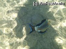 [P16]  -- <small>// FĂRĂ DESCRIERE</small> » foto by gabitza76
 - 
<span class="allrVoted glyphicon glyphicon-heart hidden" id="av3448"></span>
<a class="m-l-10 hidden" id="sv3448" onclick="voting_Foto_DelVot(,3448,336)" role="button">șterge vot <span class="glyphicon glyphicon-remove"></span></a>
<a id="v93448" class=" c-red"  onclick="voting_Foto_SetVot(3448)" role="button"><span class="glyphicon glyphicon-heart-empty"></span> <b>LIKE</b> = Votează poza</a> <img class="hidden"  id="f3448W9" src="/imagini/loader.gif" border="0" /><span class="AjErrMes hidden" id="e3448ErM"></span>