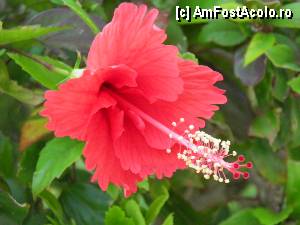[P49] floare de trandafir japonez, insa mult mai mica decat la noi » foto by barbu minel
 - 
<span class="allrVoted glyphicon glyphicon-heart hidden" id="av337965"></span>
<a class="m-l-10 hidden" id="sv337965" onclick="voting_Foto_DelVot(,337965,337)" role="button">șterge vot <span class="glyphicon glyphicon-remove"></span></a>
<a id="v9337965" class=" c-red"  onclick="voting_Foto_SetVot(337965)" role="button"><span class="glyphicon glyphicon-heart-empty"></span> <b>LIKE</b> = Votează poza</a> <img class="hidden"  id="f337965W9" src="/imagini/loader.gif" border="0" /><span class="AjErrMes hidden" id="e337965ErM"></span>