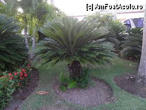 [P58] palmier ornamental » foto by barbu minel
 - 
<span class="allrVoted glyphicon glyphicon-heart hidden" id="av337975"></span>
<a class="m-l-10 hidden" id="sv337975" onclick="voting_Foto_DelVot(,337975,337)" role="button">șterge vot <span class="glyphicon glyphicon-remove"></span></a>
<a id="v9337975" class=" c-red"  onclick="voting_Foto_SetVot(337975)" role="button"><span class="glyphicon glyphicon-heart-empty"></span> <b>LIKE</b> = Votează poza</a> <img class="hidden"  id="f337975W9" src="/imagini/loader.gif" border="0" /><span class="AjErrMes hidden" id="e337975ErM"></span>